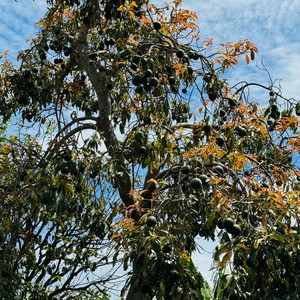 Drzewo awokado - gatunek wiecznie zielonych drzew z rodziny wawrzynowatych. Pierwotnie pochodzi  Meksyku, ale szybko rozpowszechniło się w każdej z Ameryk. Owoc przepyszny, tzw. smaczliwka wdzięczna :)